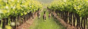 Some Kangaroos hopping through a Vineyard