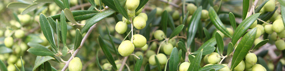 Olives hanging from a branch